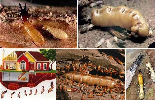 hướng dẫn diệt mối tại nhà hiệu quả Phú Yên